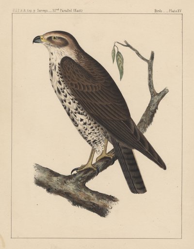 Vögel, Tafel XV, 1855 von American School